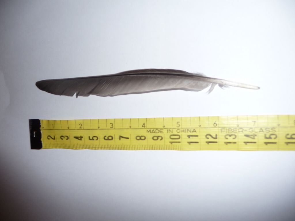 Identificazione penne